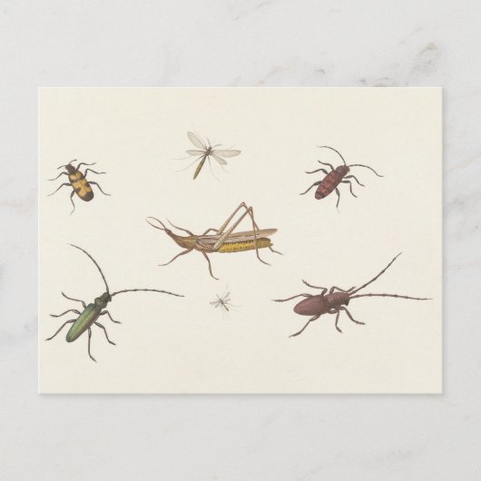 Carte Postale 17th C. Beaux-Arts Croquis de sept insectes différ (Devant)