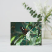 Carte postale 184 (Debout devant)