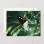 Carte postale 184 (Devant / Derrière)