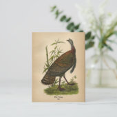 Carte postale 1890 Bird Wild Turkey (Debout devant)