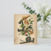 Carte postale 1890 d'oiseaux Colibri à gorge rubis (Debout devant)