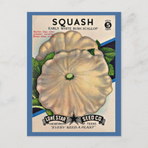 Carte Postale 1950s semence paquet blanc squash