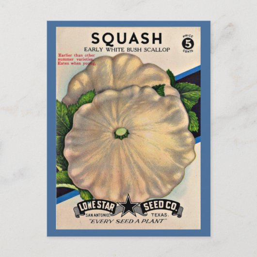 Carte Postale 1950s semence paquet blanc squash (Devant)