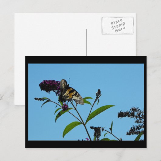 Carte Postale ~ 19 été ~ (Devant / Derrière)