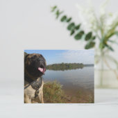 Carte postale 1 de Bullmastiff "Pablo" (Debout devant)