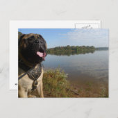 Carte postale 1 de Bullmastiff "Pablo" (Devant / Derrière)