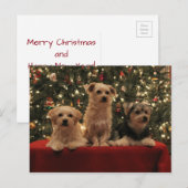 Carte postale 1 de Noël de chiot (Devant / Derrière)