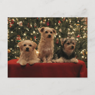 Carte postale 1 de Noël de chiot
