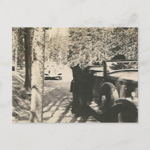 Carte Postale 1 en 2 bears at car