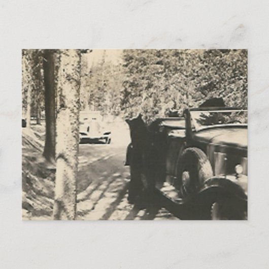 Carte Postale 1 en 2 bears at car (Devant)