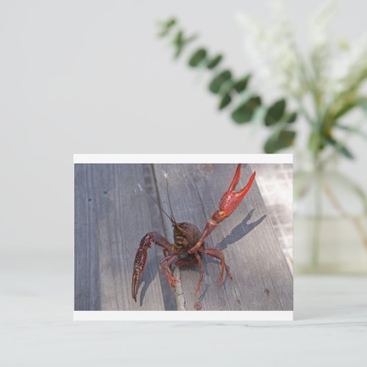 Carte Postale 1 langouste (Debout devant)
