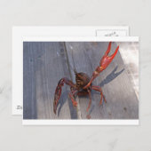Carte Postale 1 langouste (Devant / Derrière)