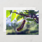 Carte postale 1 Tente de forêt (Devant / Derrière)