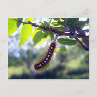 Carte postale 1 Tente de forêt
