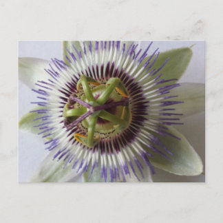 Carte Postale 1er janvier - educatedbrainfart