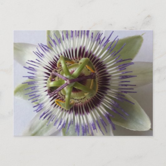 Carte Postale 1er janvier - educatedbrainfart (Devant)