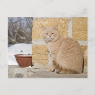 CARTE POSTALE 2