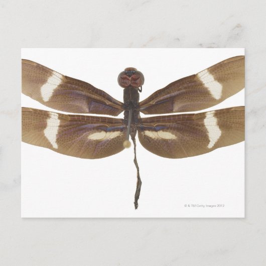 CARTE POSTALE 23599152 (Devant)