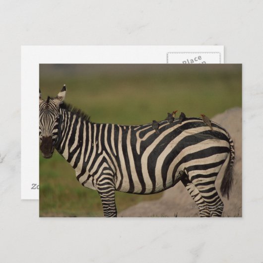 CARTE POSTALE 24109277 (Devant / Derrière)