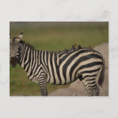 CARTE POSTALE 24109277 (Devant)