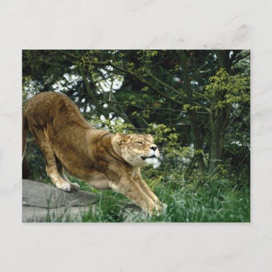 CARTE POSTALE 24114343 (Devant)