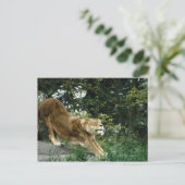 CARTE POSTALE 24114343 (Debout devant)