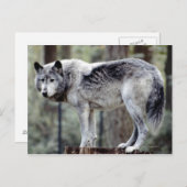 CARTE POSTALE 24114488 (Devant / Derrière)