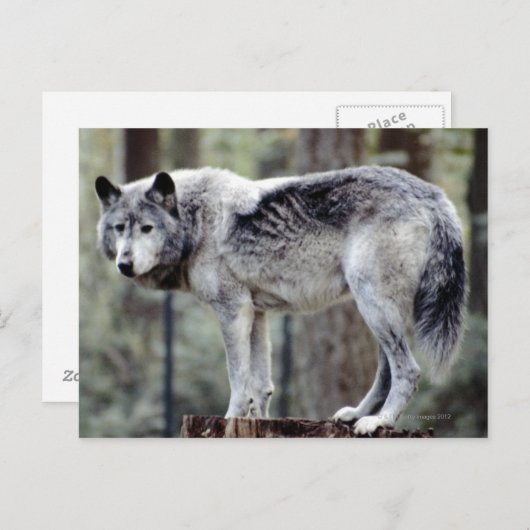 CARTE POSTALE 24114488 (Devant / Derrière)