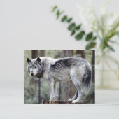 CARTE POSTALE 24114488 (Debout devant)