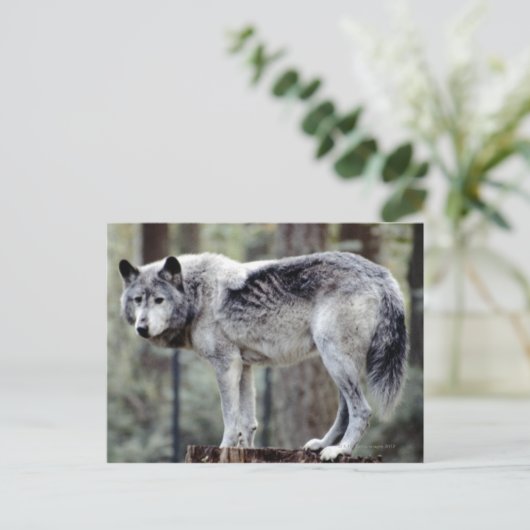 CARTE POSTALE 24114488 (Debout devant)