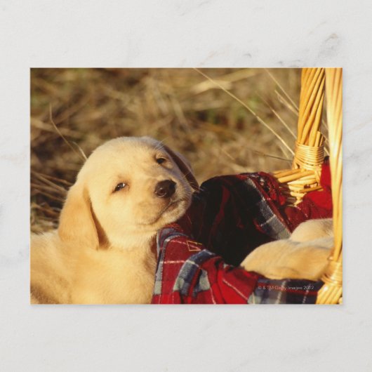 CARTE POSTALE 24117967 (Devant)