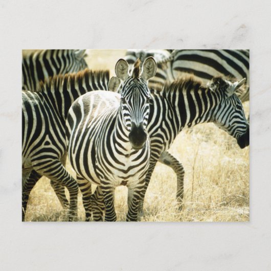 CARTE POSTALE 24123844 (Devant)