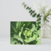 Carte Postale 28 fév 193, colard greens (Debout devant)