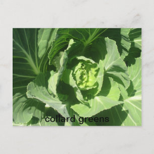 Carte Postale 28 fév 193, colard greens