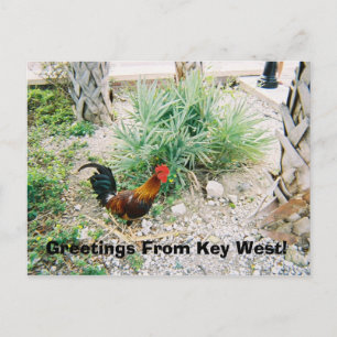 Carte Postale 2-12-2007 (2)-07, Salutations De Key West!