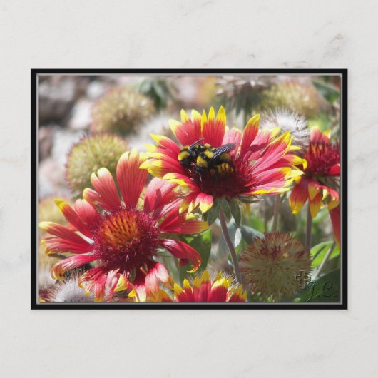 Carte Postale 2 Abeilles En Fleur Devant Le Jardin. (Devant)