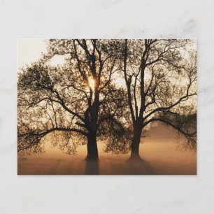 CARTE POSTALE 2 ARBRES SEPIA OR ORANGE