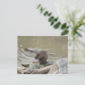 Carte Postale 2 Biber (Debout devant)