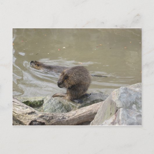 Carte Postale 2 Biber (Devant)