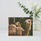 Carte postale 2 Camions (Debout devant)