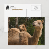 Carte postale 2 Camions (Devant / Derrière)