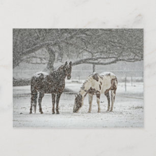 Carte Postale 2 Chevaux neigeux sous un arbre