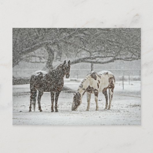 Carte Postale 2 Chevaux neigeux sous un arbre (Devant)