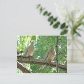 Carte Postale 2 colombes du matin (Debout devant)