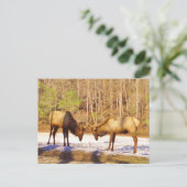 Carte Postale 2~ deux Bull Elk dans la neige (Debout devant)