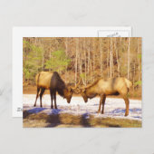 Carte Postale 2~ deux Bull Elk dans la neige (Devant / Derrière)