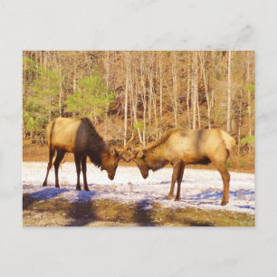 Carte Postale 2~ deux Bull Elk dans la neige