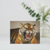 Carte postale #2 du Tigre malaisien (Debout devant)