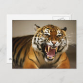 Carte postale #2 du Tigre malaisien (Devant / Derrière)