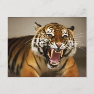 Carte postale #2 du Tigre malaisien